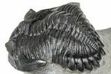 Cluster Of Three Trilobites (Hollardops & Austerops) - Ofaten, Morocco #365714-12